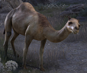 Camel Mounts ESO